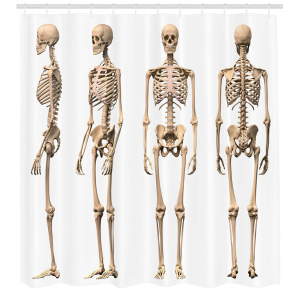 Ambesonne Human Anatomy Man Male Human Skeleton Skull Different